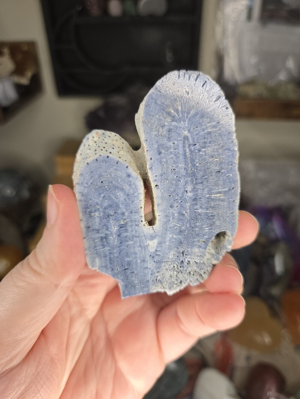 Blue Fossilized Coral Specimen From Florida